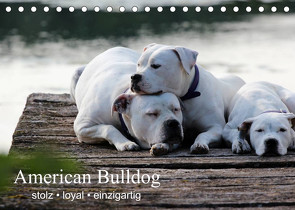 American Bulldog – stolz, loyal, einzigartig (Tischkalender 2023 DIN A5 quer) von Schmöhl,  Denise