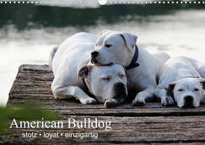 American Bulldog – stolz, loyal, einzigartig (Wandkalender 2022 DIN A3 quer) von Schmöhl,  Denise