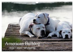 American Bulldog – stolz, loyal, einzigartig (Wandkalender 2024 DIN A3 quer), CALVENDO Monatskalender von Schmöhl,  Denise