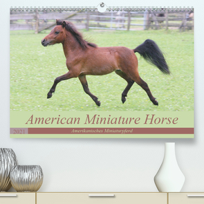 American Miniature Horse (Premium, hochwertiger DIN A2 Wandkalender 2021, Kunstdruck in Hochglanz) von Mielewczyk,  Barbara