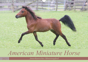 American Miniature Horse (Wandkalender 2021 DIN A3 quer) von Mielewczyk,  Barbara