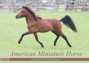 American Miniature Horse (Wandkalender 2022 DIN A4 quer) von Mielewczyk,  Barbara