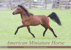 American Miniature Horse (Wandkalender 2023 DIN A3 quer) von Mielewczyk,  Barbara