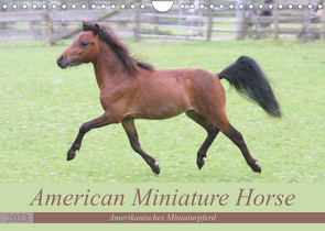 American Miniature Horse (Wandkalender 2023 DIN A4 quer) von Mielewczyk,  Barbara