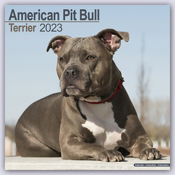 American Pit Bull Terrier 2023 – 16-Monatskalender