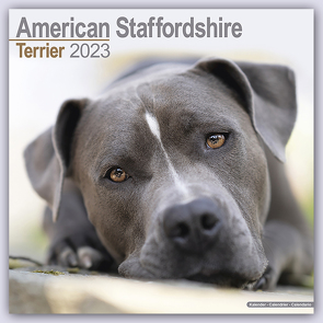 American Staffordshire Terrier – 2023
