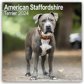 American Staffordshire Terrier 2024 – 16-Monatskalender