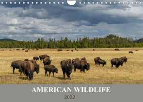 American Wildlife (Wandkalender 2022 DIN A4 quer) von Heeb,  Christian