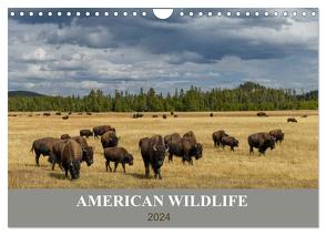 American Wildlife (Wandkalender 2024 DIN A4 quer), CALVENDO Monatskalender von Heeb,  Christian
