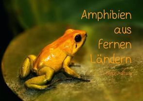 Amphibien aus fernen Ländern (Posterbuch DIN A3 quer) von Hultsch,  Heike