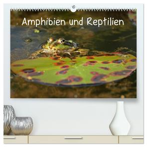 Amphibien und Reptilien (hochwertiger Premium Wandkalender 2024 DIN A2 quer), Kunstdruck in Hochglanz von Schmutzler-Schaub,  Christine