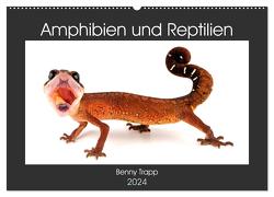 Amphibien und Reptilien (Wandkalender 2024 DIN A2 quer), CALVENDO Monatskalender von Trapp,  Benny