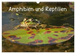 Amphibien und Reptilien (Wandkalender 2024 DIN A3 quer), CALVENDO Monatskalender von Schmutzler-Schaub,  Christine