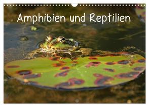 Amphibien und Reptilien (Wandkalender 2024 DIN A3 quer), CALVENDO Monatskalender von Schmutzler-Schaub,  Christine