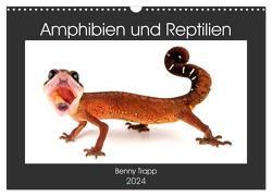 Amphibien und Reptilien (Wandkalender 2024 DIN A3 quer), CALVENDO Monatskalender von Trapp,  Benny