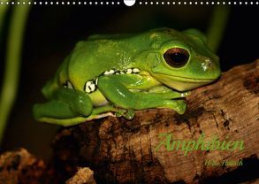 Amphibien (Wandkalender 2019 DIN A3 quer) von Hultsch,  Heike