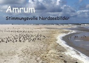 Amrum – stimmungsvolle Nordseebilder (Posterbuch DIN A3 quer) von Potratz,  Andrea
