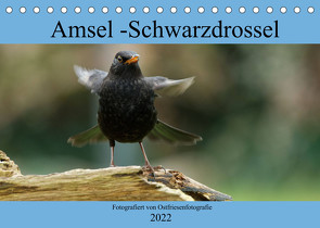 Amsel – Schwarzdrossel fotografiert von Ostfriesenfotografie (Tischkalender 2022 DIN A5 quer) von Betten - Ostfriesenfotografie,  Christina
