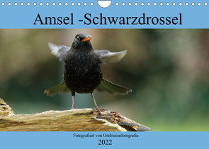 Amsel – Schwarzdrossel fotografiert von Ostfriesenfotografie (Wandkalender 2022 DIN A4 quer) von Betten - Ostfriesenfotografie,  Christina
