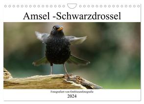 Amsel – Schwarzdrossel fotografiert von Ostfriesenfotografie (Wandkalender 2024 DIN A4 quer), CALVENDO Monatskalender von Betten - Ostfriesenfotografie,  Christina