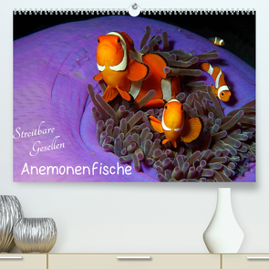 Anemonenfische – Streitbare Gesellen (Premium, hochwertiger DIN A2 Wandkalender 2023, Kunstdruck in Hochglanz) von Niemann,  Ute