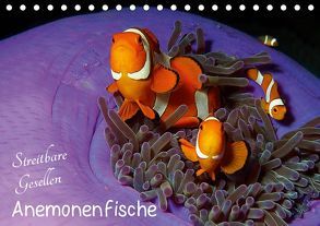 Anemonenfische – Streitbare Gesellen (Tischkalender 2019 DIN A5 quer) von Niemann,  Ute