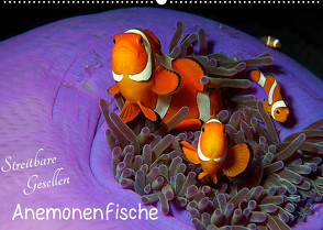 Anemonenfische – Streitbare Gesellen (Wandkalender 2023 DIN A2 quer) von Niemann,  Ute