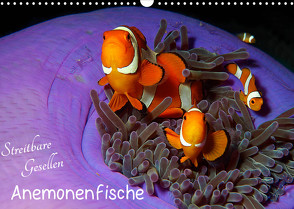 Anemonenfische – Streitbare Gesellen (Wandkalender 2023 DIN A3 quer) von Niemann,  Ute