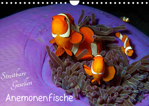 Anemonenfische – Streitbare Gesellen (Wandkalender 2023 DIN A4 quer) von Niemann,  Ute