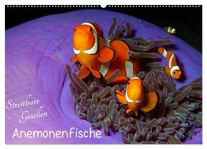 Anemonenfische – Streitbare Gesellen (Wandkalender 2024 DIN A2 quer), CALVENDO Monatskalender von Niemann,  Ute