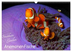 Anemonenfische – Streitbare Gesellen (Wandkalender 2024 DIN A3 quer), CALVENDO Monatskalender von Niemann,  Ute