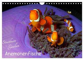 Anemonenfische – Streitbare Gesellen (Wandkalender 2024 DIN A4 quer), CALVENDO Monatskalender von Niemann,  Ute