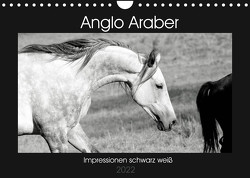 Anglo Araber Impressionen schwarz weiß (Wandkalender 2022 DIN A4 quer) von Bölts,  Meike