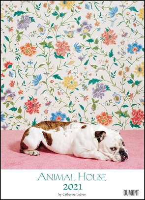 Animal House Kalender 2021 – DUMONT Tier-Kalender – Foto-Kunst – Poster-Format 49,5 x 68,5 cm von Ledner,  Catherine