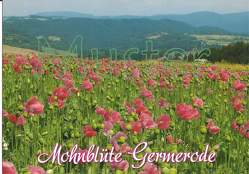 Ansichtskarte Meißner-Germerode „Mohnblüte Germerode 2“ von Frühauf,  Wolfgang