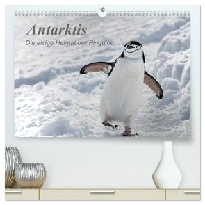 Antarktis, die eisige Heimat der Pinguine (hochwertiger Premium Wandkalender 2024 DIN A2 quer), Kunstdruck in Hochglanz von Junio,  Michele