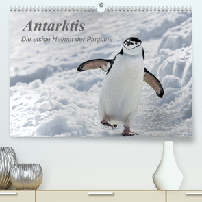 Antarktis, die eisige Heimat der Pinguine (Premium, hochwertiger DIN A2 Wandkalender 2023, Kunstdruck in Hochglanz) von Junio,  Michele