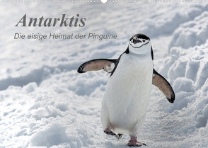 Antarktis, die eisige Heimat der Pinguine (Wandkalender 2023 DIN A2 quer) von Junio,  Michele