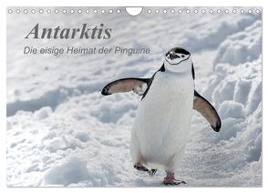 Antarktis, die eisige Heimat der Pinguine (Wandkalender 2024 DIN A4 quer), CALVENDO Monatskalender von Junio,  Michele