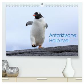 Antarktische Halbinsel (hochwertiger Premium Wandkalender 2024 DIN A2 quer), Kunstdruck in Hochglanz von Oberholzer,  David