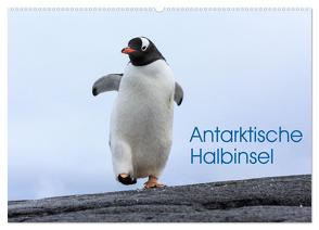 Antarktische Halbinsel (Wandkalender 2024 DIN A2 quer), CALVENDO Monatskalender von Oberholzer,  David
