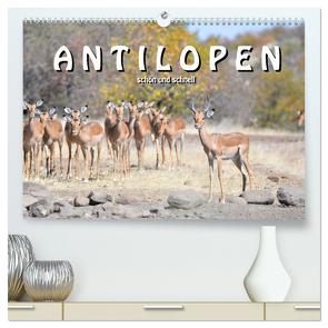 Antilopen, schön und schnell (hochwertiger Premium Wandkalender 2024 DIN A2 quer), Kunstdruck in Hochglanz von Styppa,  Robert