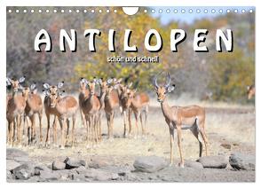 Antilopen, schön und schnell (Wandkalender 2024 DIN A4 quer), CALVENDO Monatskalender von Styppa,  Robert