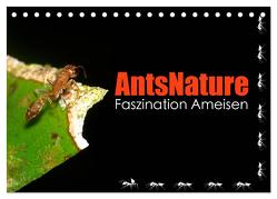 AntsNature – Faszination Ameisen (Tischkalender 2024 DIN A5 quer), CALVENDO Monatskalender von Drenske,  Bianca