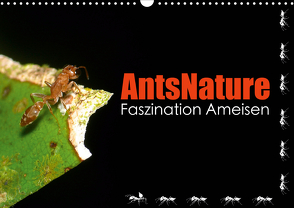 AntsNature – Faszination Ameisen (Wandkalender 2021 DIN A3 quer) von Drenske,  Bianca