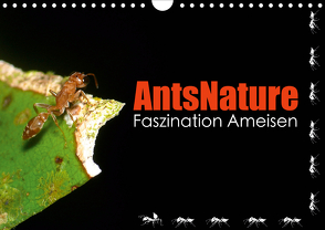 AntsNature – Faszination Ameisen (Wandkalender 2021 DIN A4 quer) von Drenske,  Bianca