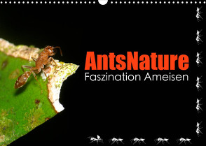 AntsNature – Faszination Ameisen (Wandkalender 2022 DIN A3 quer) von Drenske,  Bianca