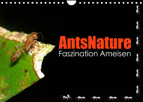 AntsNature – Faszination Ameisen (Wandkalender 2022 DIN A4 quer) von Drenske,  Bianca