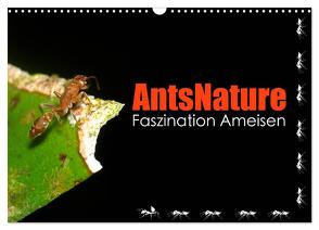 AntsNature – Faszination Ameisen (Wandkalender 2024 DIN A3 quer), CALVENDO Monatskalender von Drenske,  Bianca