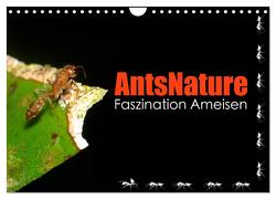 AntsNature – Faszination Ameisen (Wandkalender 2024 DIN A4 quer), CALVENDO Monatskalender von Drenske,  Bianca
